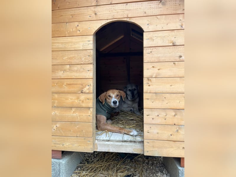 Milly (3) unsere dreibeinige Kämpferin sucht ein Zuhause