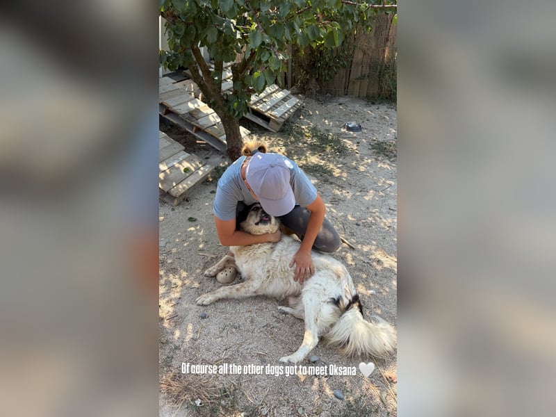 Drago (8/9) sucht ein gemütliches Plätzchen