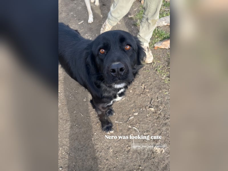 Nero (4) wartet schon so lange....