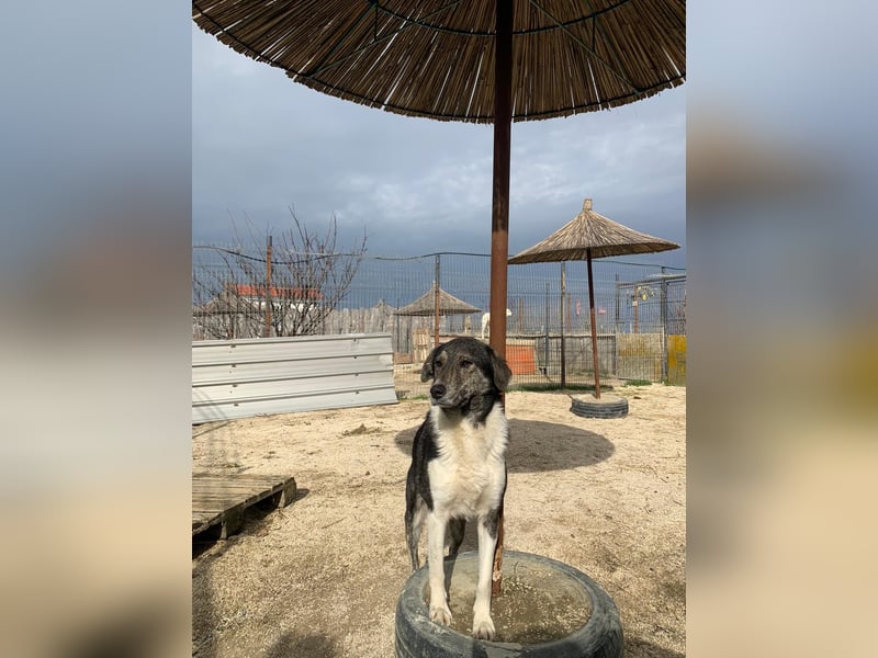 Mojo (3) wartet auf ein Zuhause