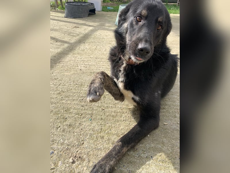 Schnuki (6) ist unser Kämpfer auf drei Pfoten