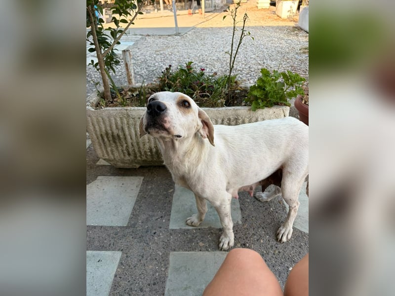 Murphy (3) sucht Ihr Happy End