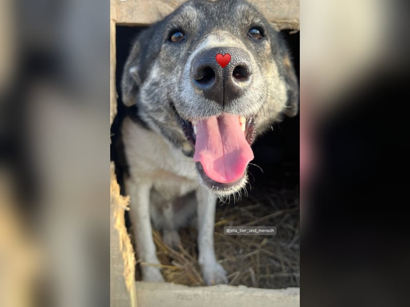 Mojo (3) wartet auf ein Zuhause