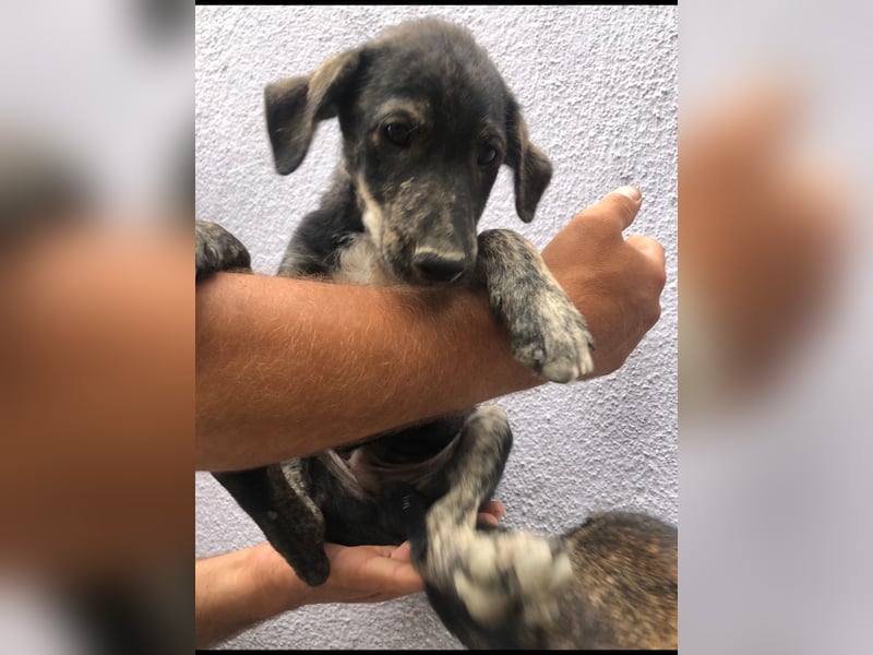 Der ruhige Shoku (3) sucht ein Zuhause