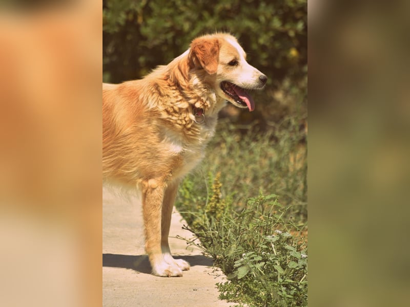 Axel (4) sucht ein sicheres Zuhause