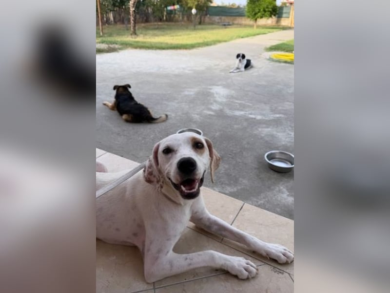 Murphy (3) sucht Ihr Happy End