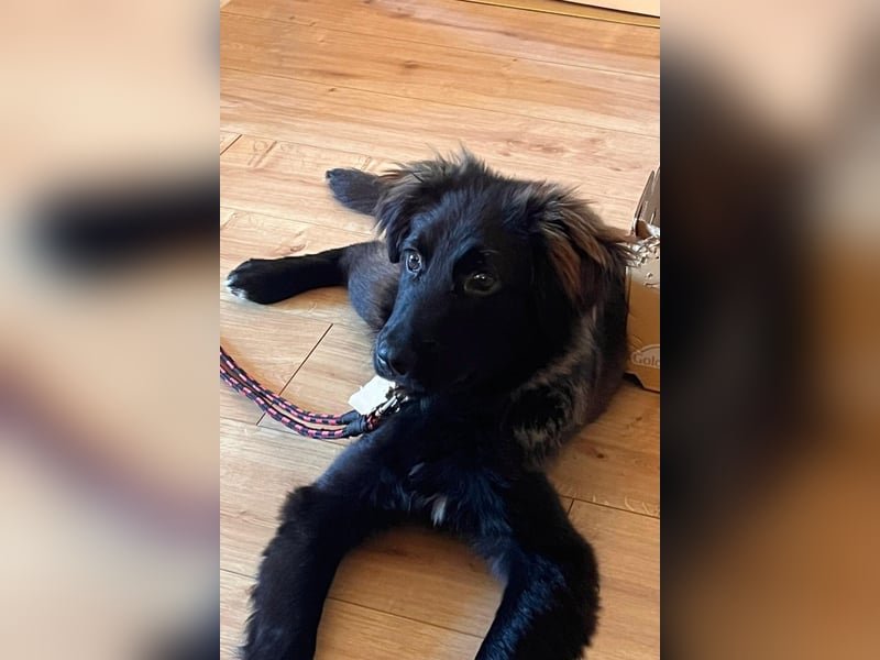 Momo sucht ein liebevolles Zuhause (80997 München)
