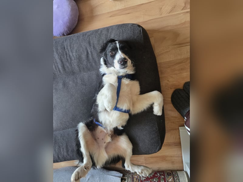 Rolli - 5 Monate, verspielt, menschenbezogen