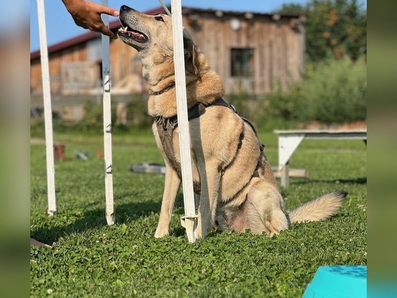 Lucky sehnt sich nach einem Für-immer-Zuhause (84152 Mengkofen)