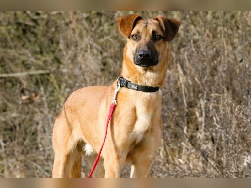 Maddox sucht Menschen, die ihm die Welt zeigen (73630 Remshalden)