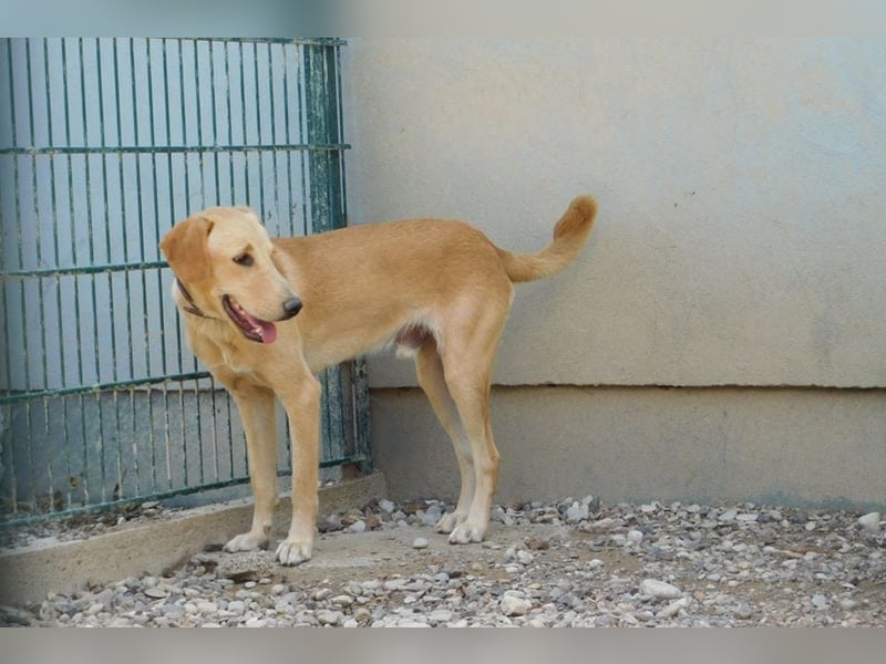 Charlie - Wer nimmt sich Zeit, ihn kennenzulernen? (07806 Weira)