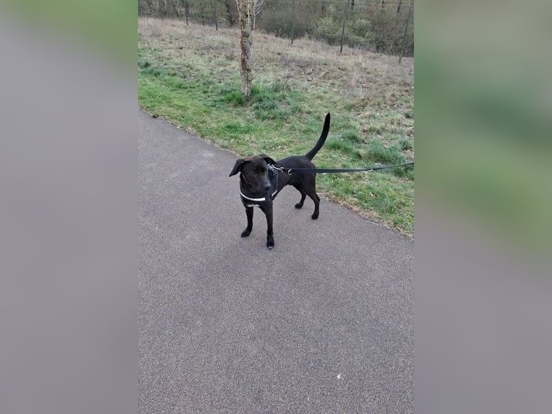 Patch - Neugieriger Jungspund sucht dich! (06886 Lutherstadt Wittenberg)