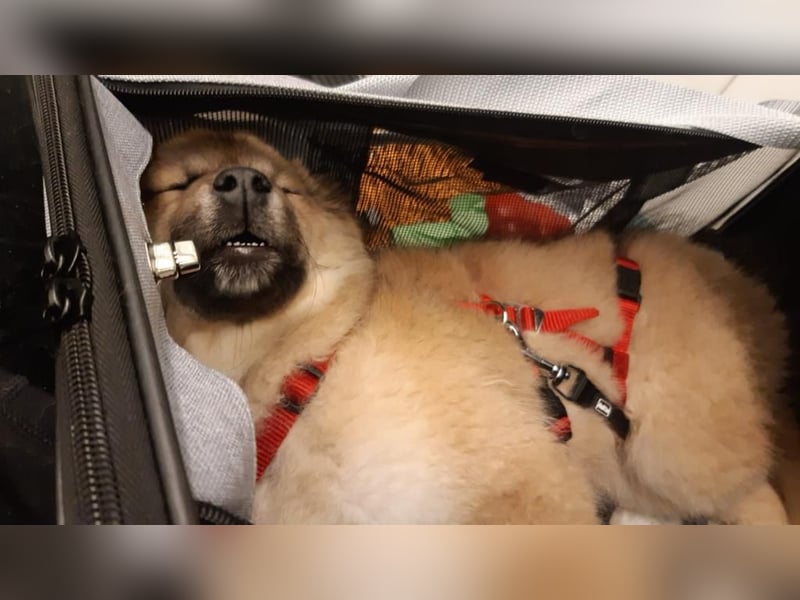 Luna möchte Teil deiner Familie werden