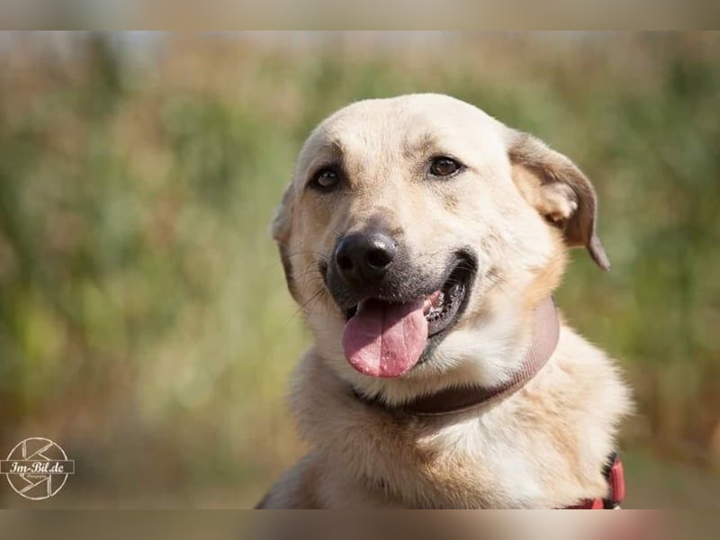 Lucky sehnt sich nach einem Für-immer-Zuhause (84152 Mengkofen)