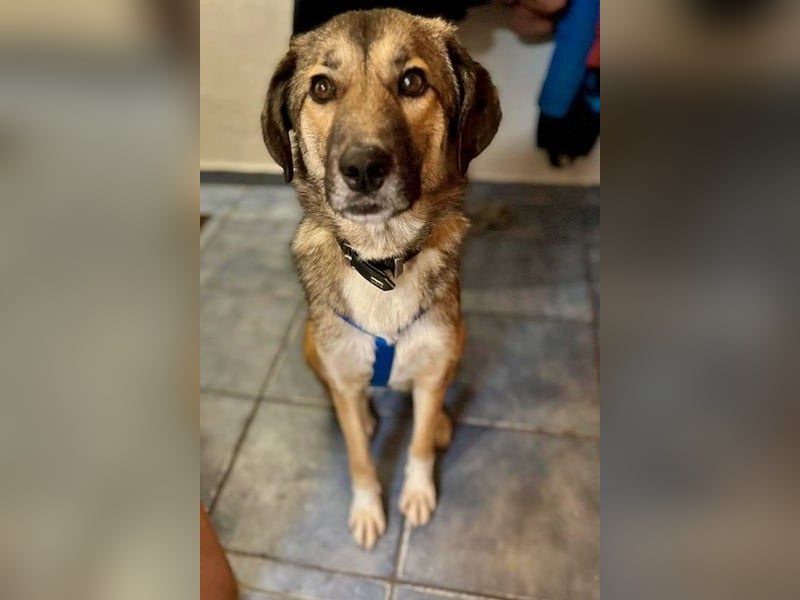 Rey wünscht sich eine eigene Familie (15938 Drahnsdorf)