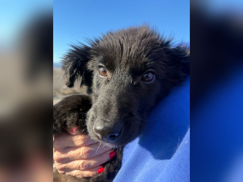 Robbie wünscht sich sein eigenes Körbchen (53498 Bad Breisig)