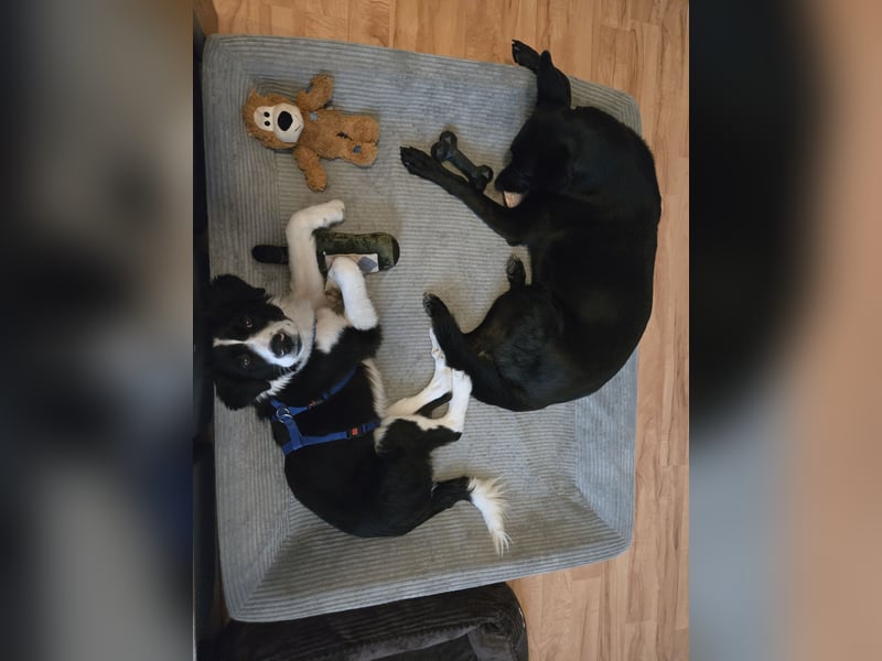 Rolli - 5 Monate, verspielt, menschenbezogen