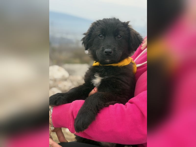 Momo sucht ein liebevolles Zuhause (80997 München)