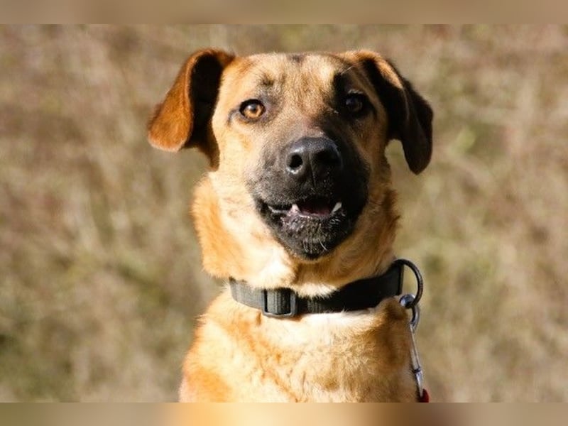 Maddox sucht Menschen, die ihm die Welt zeigen (73630 Remshalden)