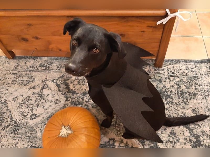 August - Großes Herz sucht Familie für ein dauerhaftes Happy End! (78166 Donaueschingen)