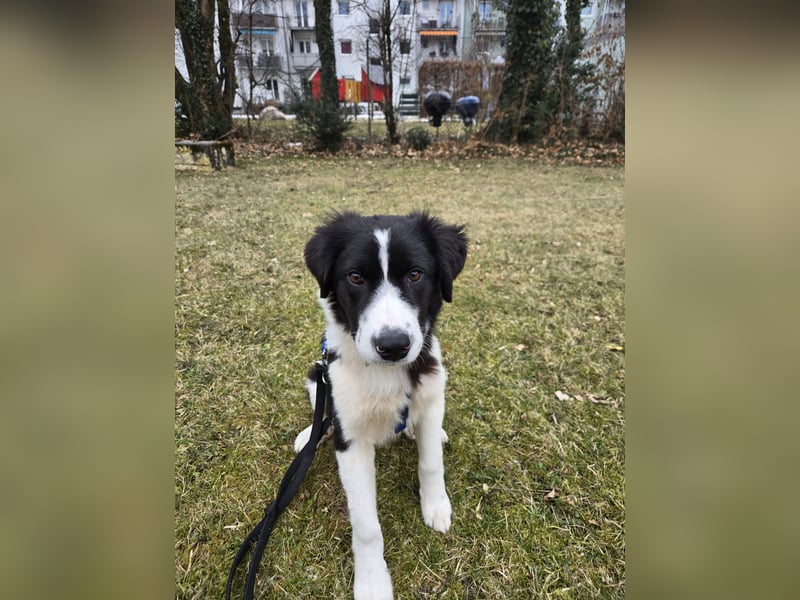 Rolli - 5 Monate, verspielt, menschenbezogen