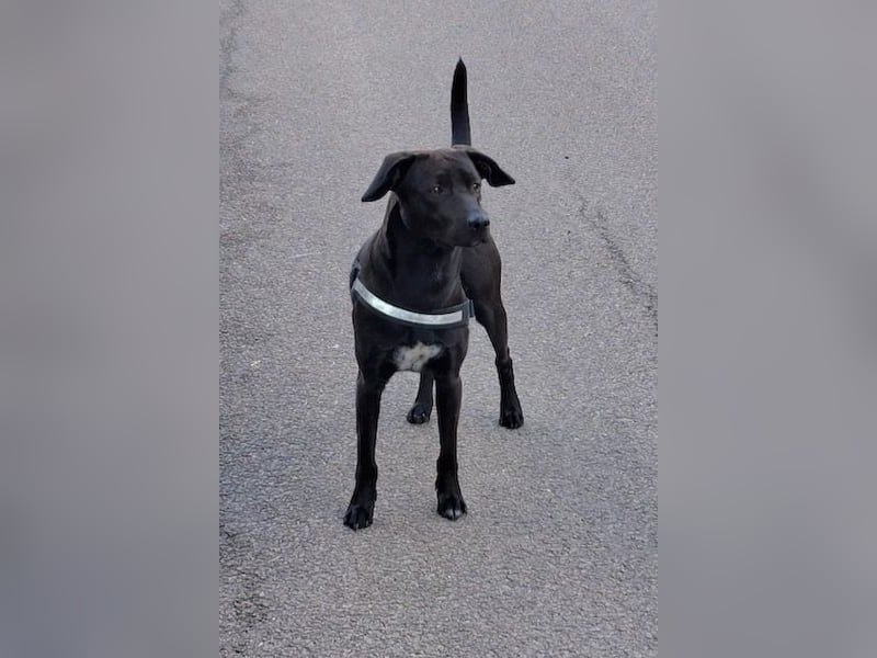 Patch - Neugieriger Jungspund sucht dich! (06886 Lutherstadt Wittenberg) Patch - Neugieriger Jungspund sucht dich! (06886 Lutherstadt Wittenberg)