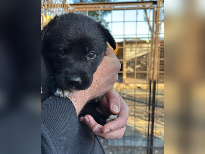 Unsere süße Chanel wartet auf ihre eigene Familie!