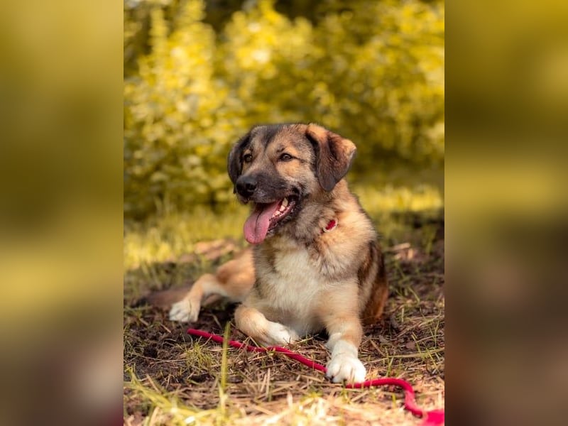 Rey wünscht sich eine eigene Familie (15938 Drahnsdorf)