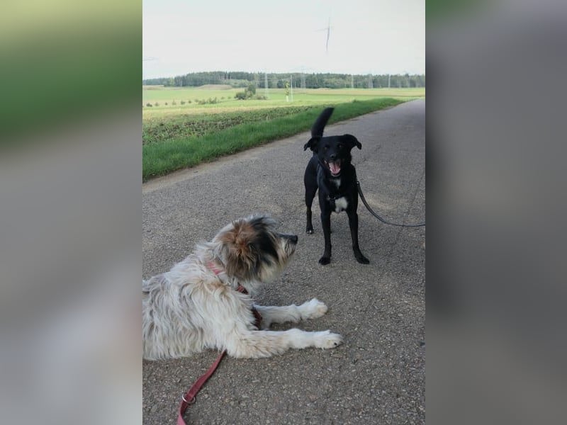 August - Großes Herz sucht Familie für ein dauerhaftes Happy End! (78166 Donaueschingen)