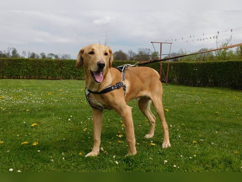 Charlie - Wer nimmt sich Zeit, ihn kennenzulernen? (07806 Weira)