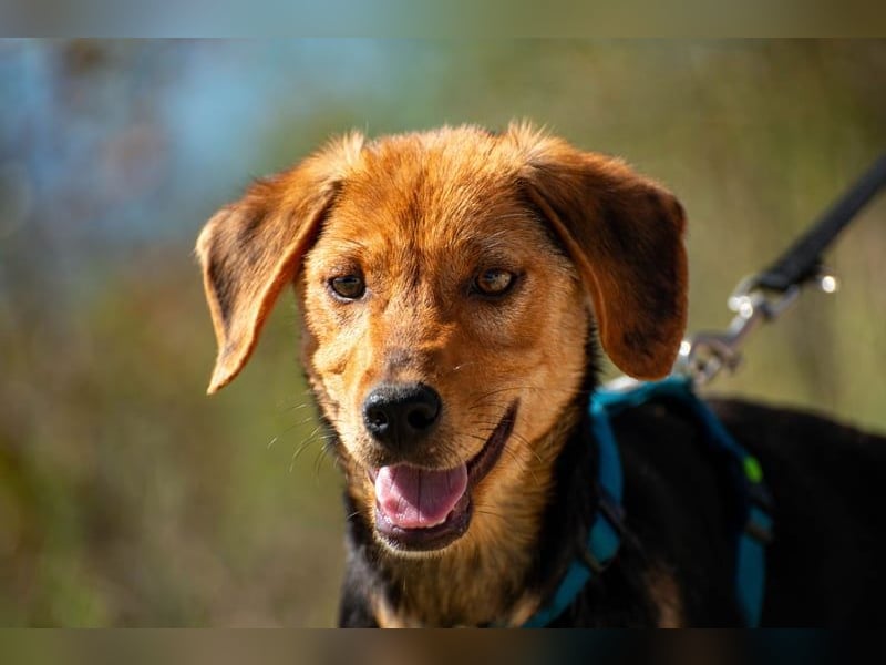 Elara möchte Teil eurer Familie werden (85591 Vaterstetten)