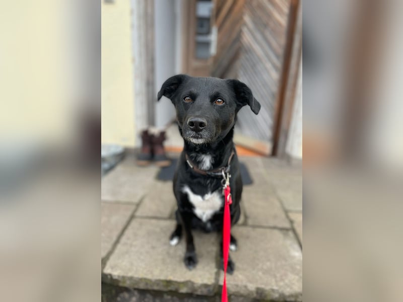 August - Großes Herz sucht Familie für ein dauerhaftes Happy End! (78166 Donaueschingen)