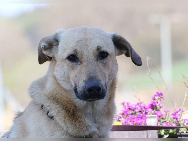 Lucky sehnt sich nach einem Für-immer-Zuhause (84152 Mengkofen)