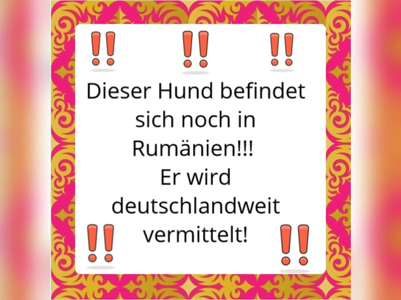 TIFFANY - tolles, wunderschönes Hundemädchen - sucht ein liebevolles Zuhause für immer!