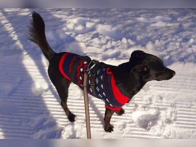 August - Großes Herz sucht Familie für ein dauerhaftes Happy End! (78166 Donaueschingen)