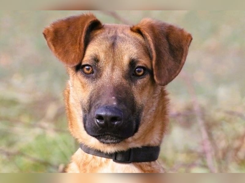 Maddox sucht Menschen, die ihm die Welt zeigen (73630 Remshalden)