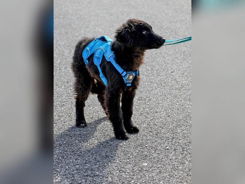 Robbie wünscht sich sein eigenes Körbchen (53498 Bad Breisig)