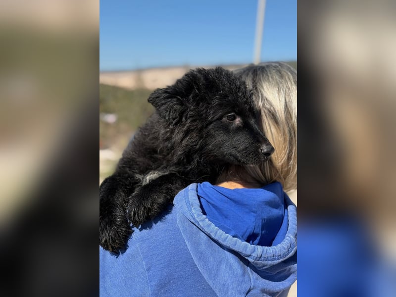 Kiano - Freund fürs Leben gesucht