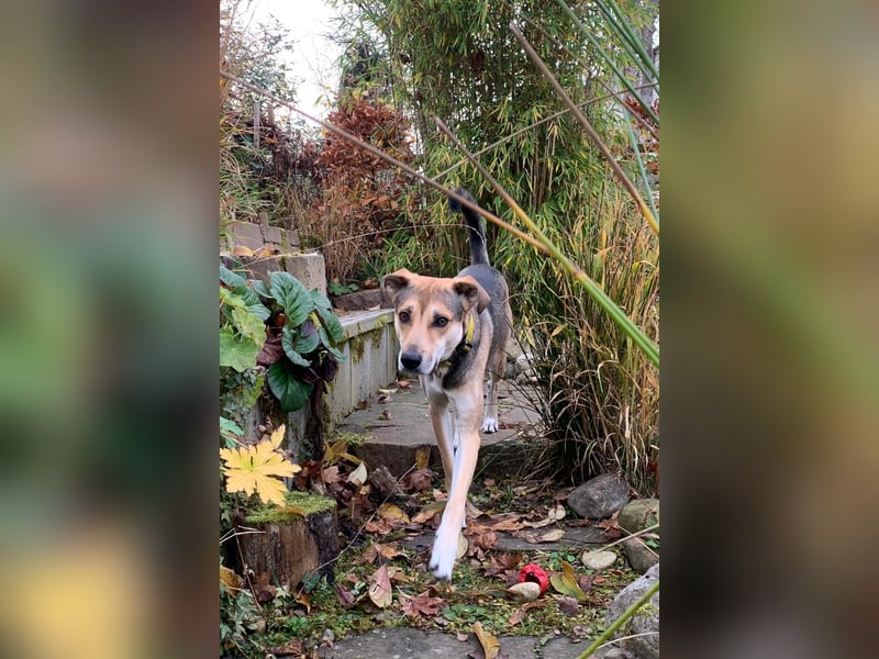 Trusky - sensibler Jungspund sucht Sicherheit