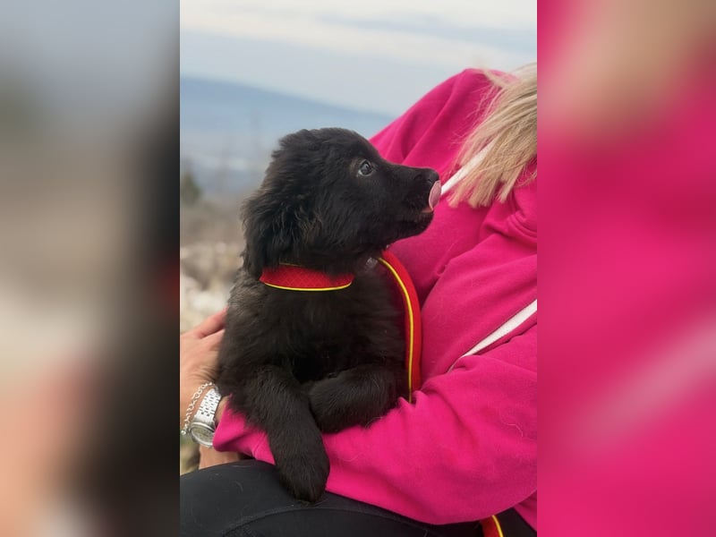 Zoe sucht ein liebevolles Zuhause (47506 Neukirchen-Vluyn)