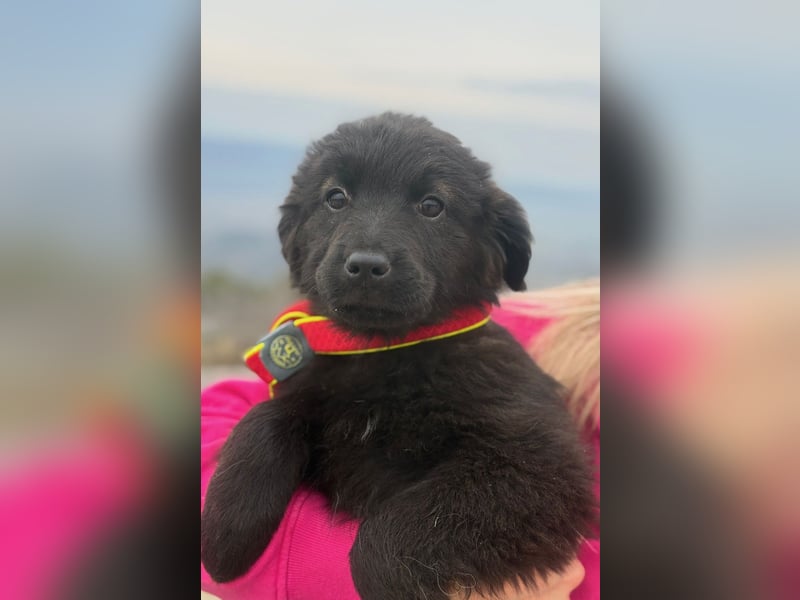 Zoe sucht ein liebevolles Zuhause (47506 Neukirchen-Vluyn)