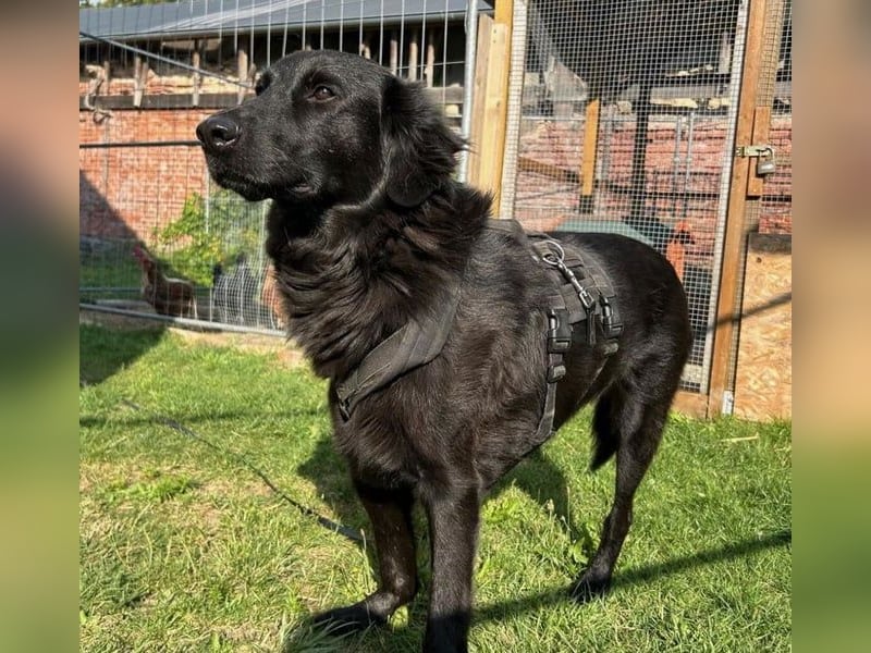 Blacky - Das Glück zum Greifen nah (15938 Drahnsdorf)