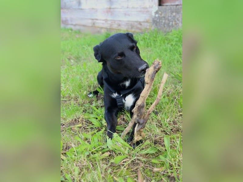 August - Großes Herz sucht Familie für ein dauerhaftes Happy End! (78166 Donaueschingen)