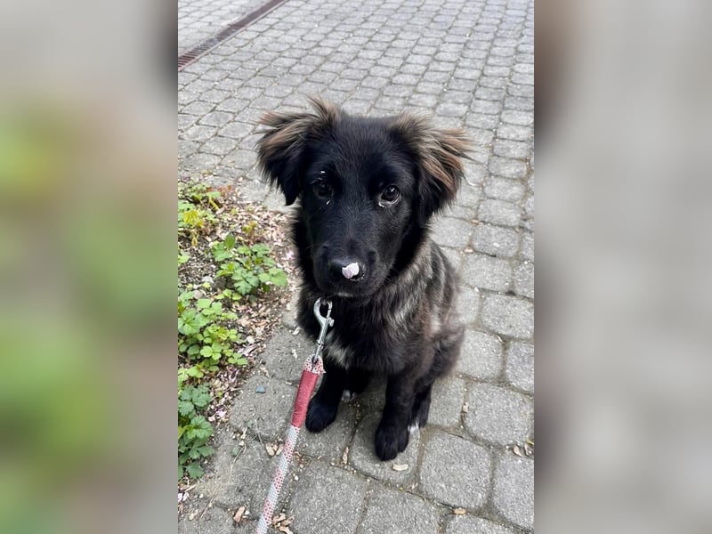 Momo sucht ein liebevolles Zuhause (80997 München)