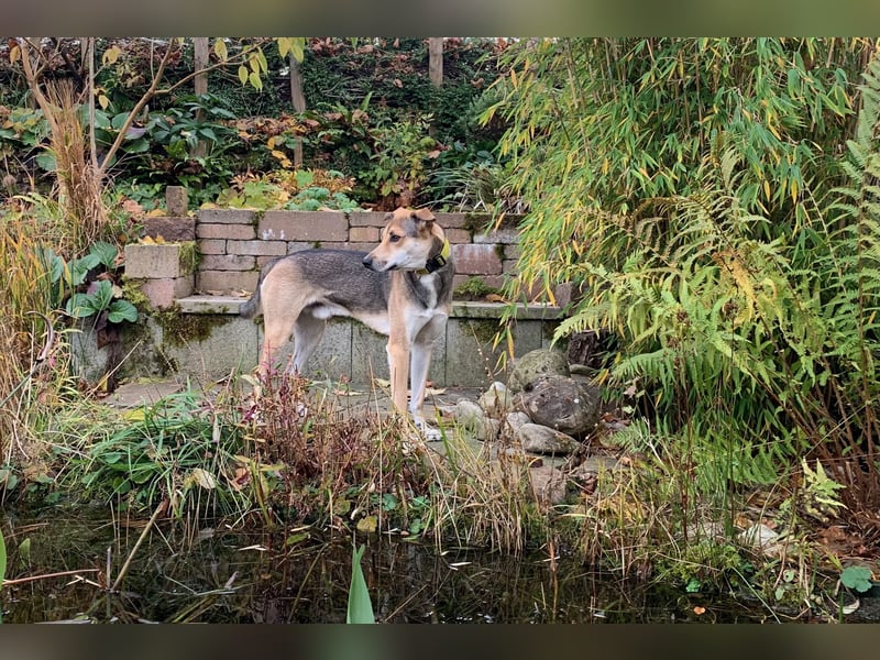 Trusky - sensibler Jungspund sucht Sicherheit (83098 Brannenburg)