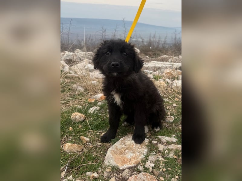 Momo sucht ein liebevolles Zuhause (80997 München)