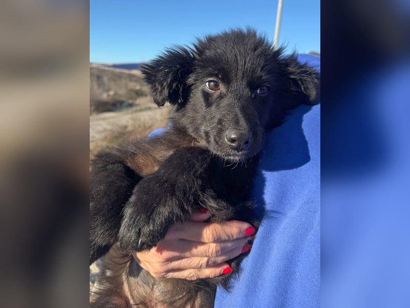 Robbie wünscht sich sein eigenes Körbchen (53498 Bad Breisig)