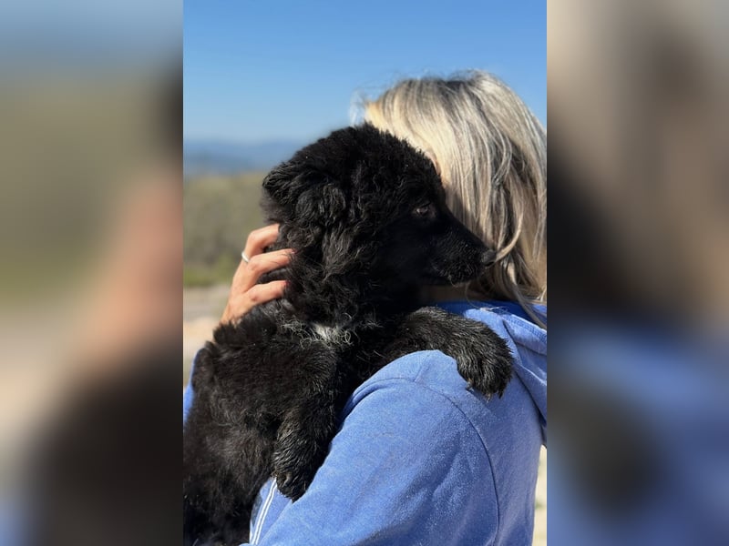 Kiano - Freund fürs Leben gesucht