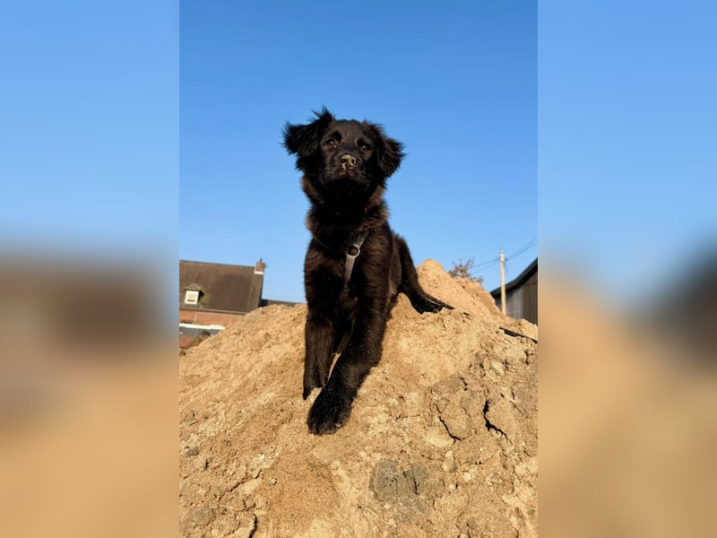 Zoe sucht ein liebevolles Zuhause (47506 Neukirchen-Vluyn)