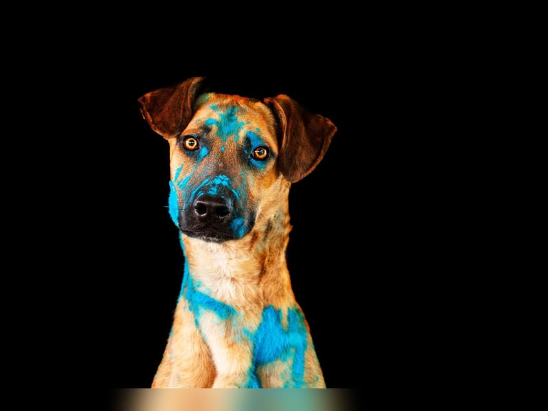 Maddox sucht Menschen, die ihm die Welt zeigen (73630 Remshalden)